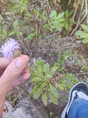 Cheirolophus canariensis