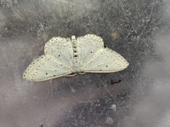 Idaea minuscularia