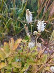Sanguisorba applanata