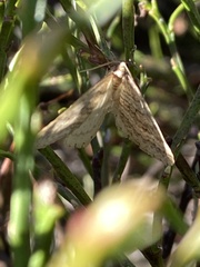 Operophtera fagata