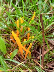 Clavulinopsis helvola