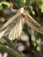 Operophtera fagata