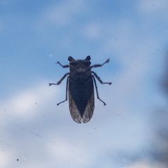 Membracidae