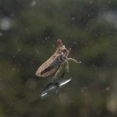 Membracidae