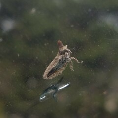 Membracidae