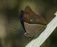 Archaeoprepona amphimachus
