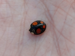 Harmonia axyridis