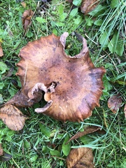 Paxillus cuprinus