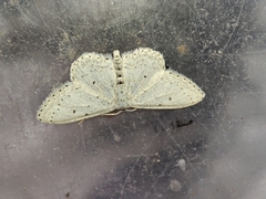 Idaea minuscularia