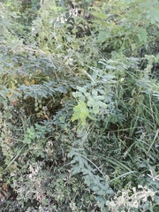 Prosopis juliflora