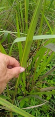 Paspalum paniculatum