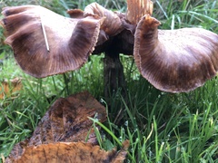 Paxillus cuprinus