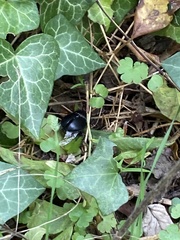 Anoplotrupes stercorosus