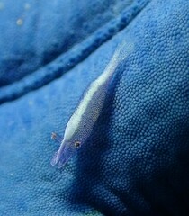 Zenopontonia soror