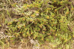 Cullumia carlinoides