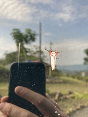 Trosia nigropunctigera