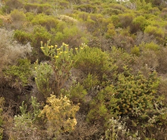 Oedera calycina