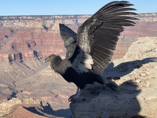 California Condor photographed in Arizona