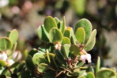 Arctostaphylos sensitiva