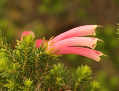 Erica discolor