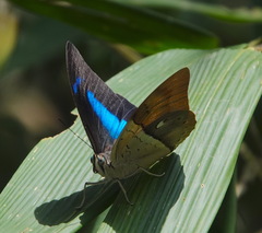 Archaeoprepona amphimachus
