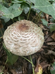 Chlorophyllum