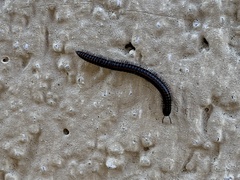 Ommatoiulus sabulosus