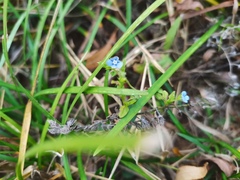 Bothriospermum secundum