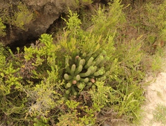 Aspalathus alopecurus