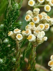 Helichrysum teretifolium