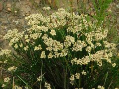 Helichrysum teretifolium