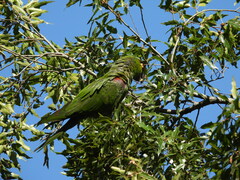 Rhynchopsitta terrisi