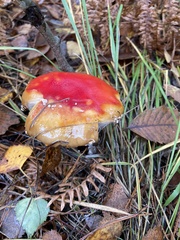 Amanita muscaria