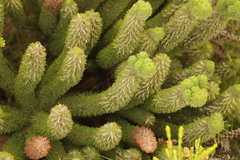 Aspalathus alopecurus