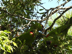 Rhynchopsitta terrisi