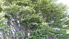 Nothofagus