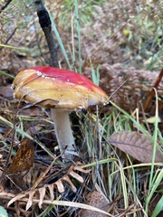 Amanita muscaria