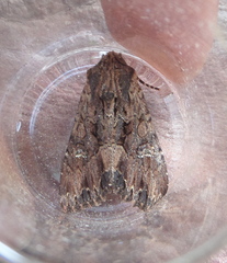 Mniotype occidentalis