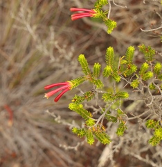 Erica discolor