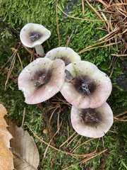 Russula