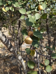 Ziziphus hajarensis