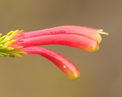 Erica discolor