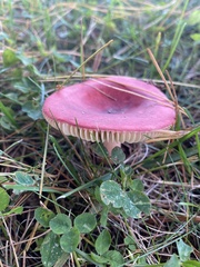 Russula bicolor