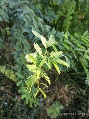 Prosopis juliflora