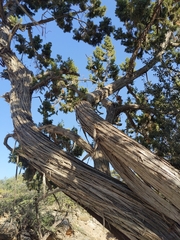 Juniperus seravschanica