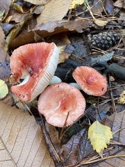 Russula
