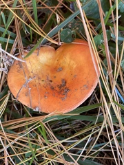 Russula bicolor