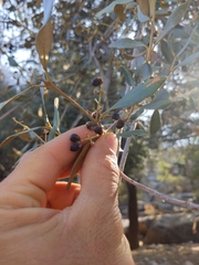 Olea europaea