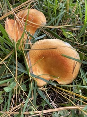 Russula bicolor