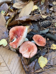Russula